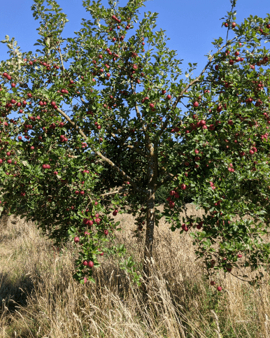 NL_Web_Einklinker_EZOEB-Bauern_386x483_Heldrich02