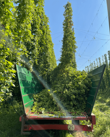 Eckert Hopfenernte