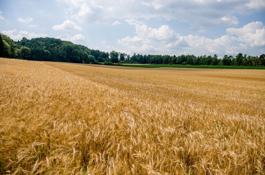 Feld Blick