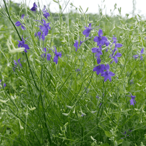 Ackerwildkräuter 3