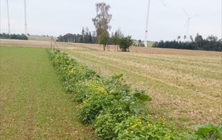 Eine Woche nach Feldaufgang