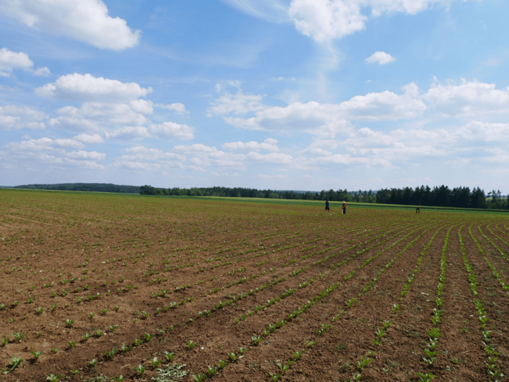 2019_Zuckerrüben_Sedlmeier_feld
