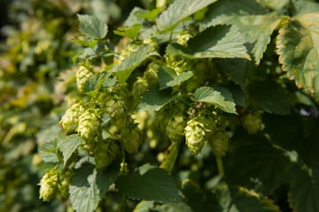 Hopfen_