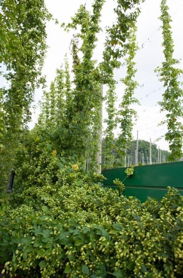 Hopfen_Ernte
