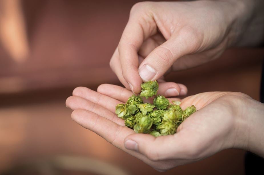 Hopfen_Hände