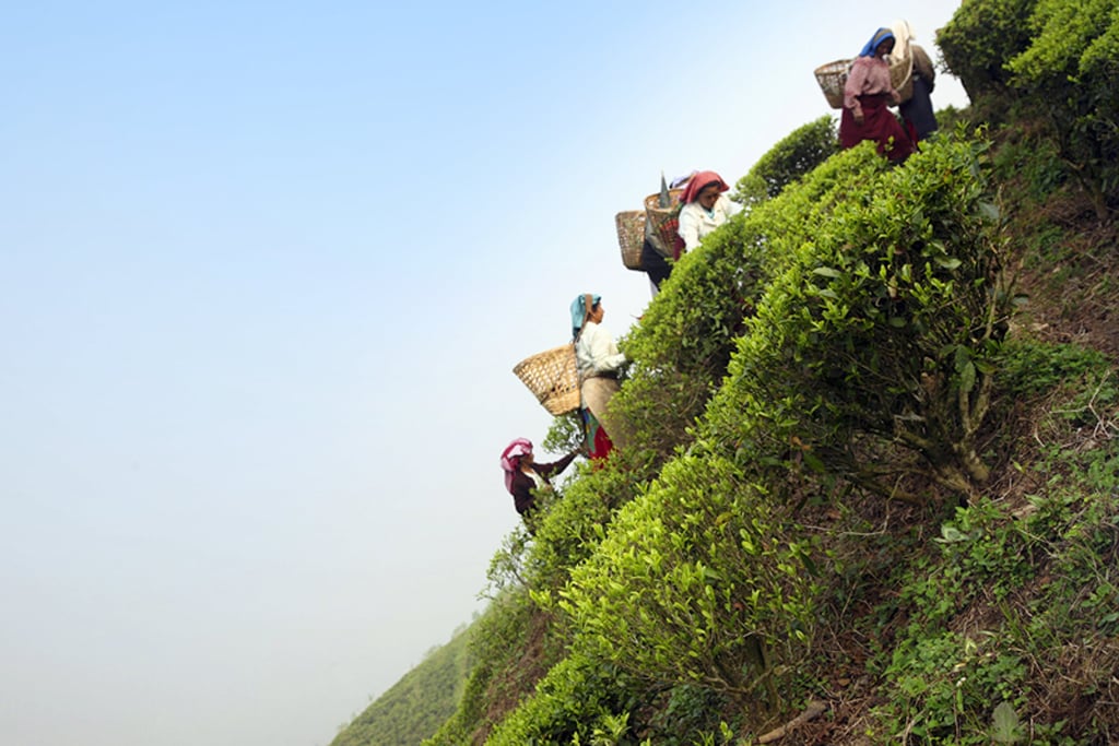 nl-nachhaltigkeitspreis-2015-darjeeng.jpg nl-nachhaltigkeitspreis-2015-darjeeng.jpg