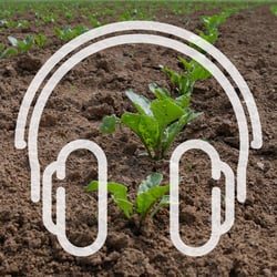 Podcast_Cover_zuckerrüben