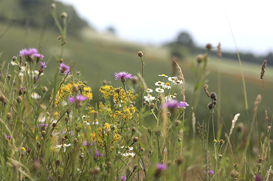 Ackerwildkräeuter-Blumen-als-Zeichen-von-Artenvielfalt