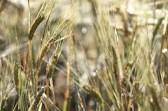 Bio-Kristall-Bio-Landwirte-Getreidefeld