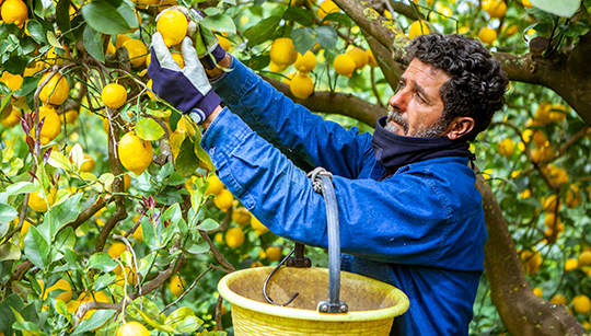 NL_Web_Galerie_LimoProduktion05_540x307