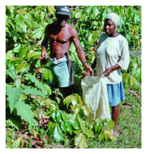 Guarana-Ernte
